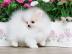 Reinrassige Pomeranian Zwergspitz . 