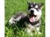 Wundersch�ne Siberian Husky Welpen