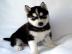 Siberian husky WELPE mit FCI Papiere