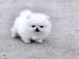 12 Wochen alte Pomeranian Welpen verf�gb