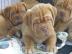 2 R�den/2 H�ndinen Bordeauxdoggen Welpen