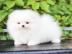 Pomeranian Welpen f�r den Verkauf
