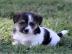 jack russel terrir welpe