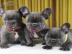 Franz?sische Bulldogge Hundewelpen whats