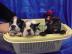 Franz?sische Bulldogge Hundewelpen