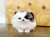 Traumhaft Pomeranian Spitz Welpen mit Pa