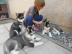 Reinrassige Siberian Husky Welpen. . . 