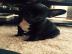 Wundersch�ne Franz�sische Bulldoggen Wel