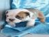 Exclusive Englische Bulldogge Welpen
