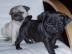 Sch�ne Mops Welpen