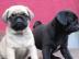 Mops Welpen