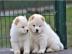 reinrassig Chow Chow Welpen