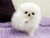KOSTENLOS Pomeranian Zwergspitz welpen. 