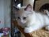 Sch�ne Ragdoll K�tzchen