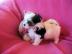 Super s��e Mini Yorkshire Terrier Welpe