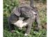 Pitbull blueline welpen abzugeben