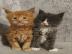 Reinrassige Maine-Coon-K�tzchen