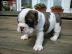 12 Wochen alte englische Bulldogge Welpe