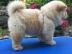 Chow Chow Welpe weiblich, cremefarben mi