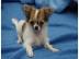 Niedliche Chihuahua-Welpen mit VDH/FCI P