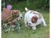 English Bulldog Welpen mit Papiere noch
