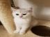 Wundersch�ne baby BKH katzen