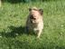 H�bsche Chihuahua Welpen in Lang - und K