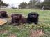 Wundersch�ne Labradorwelpens��e Welpen,
