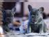 S??e Franz?sische Bulldoggen Welpen
