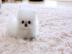 Zwergspitz / Pomeranian welpen