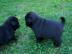 wundersch�n S��en mops welpen