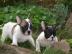 Traumhaft s��e Franz�sische Bulldoggen