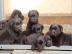 Labrador Welpe blond aus liebevoller Fam