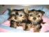 Yorkshire Terrier Welpen zu verkaufen