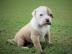 english bulldog puppy
