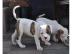 American Bulldog,Buldog