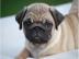 liebenswerte fawnfarbene Mops - Welpen