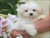 S��e Mini Malteser Welpen