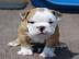 Englisch bulldogge Welpen, geimpft und g
