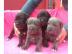 Wundersch�ne Reinrassige Cane Corso Welp