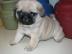 s��e Mini Mops welpen mit Papieren