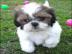stattlicher Shih Tzu Welpen