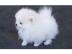 Pomeranian Welpen m�nnlich und weiblich