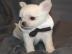 Wundersch�ne MINI SCHOKO ChihuahuaWELPEN