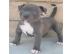 American Pitbull-Welpen (Blueline)