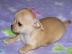 KOSTENLOS CHIHUAHUA BABY,,. . 