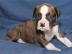 Typvolle Boxer Welpen in sehr sch�nem