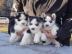 Siberien Husky Whatsapp +4915214389093