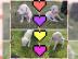 Dogo Argentino Welpen