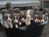 Sch�ne American Stafford Terrier Amstaff